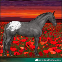 Horse Color:Smoky Black Appaloosa Rabicano 