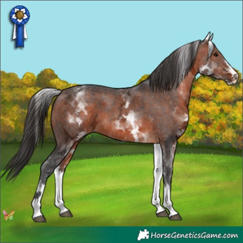 Horse Color:White Spotted Bay Ice Sabino 