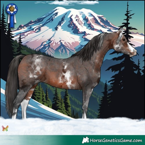 Horse Color:White Spotted Bay Ice Sabino