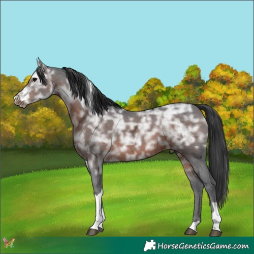 Horse Color:Brown Ice Sabino Tobiano 