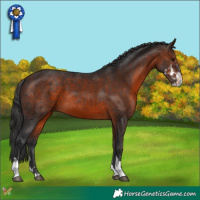 Horse Color:Brown Sabino Tobiano 