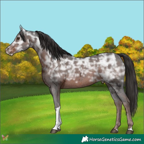 Horse Color:Liver Chestnut Ice Sabino Tobiano 