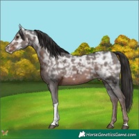 Horse Color:Liver Chestnut Ice Sabino Tobiano 