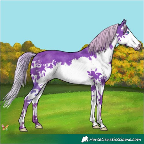 Horse Color:Watercolor Silver Black Splash 