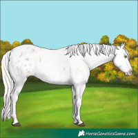 Horse Color:White Spotted Silver Bay Roan Appaloosa Rabicano 