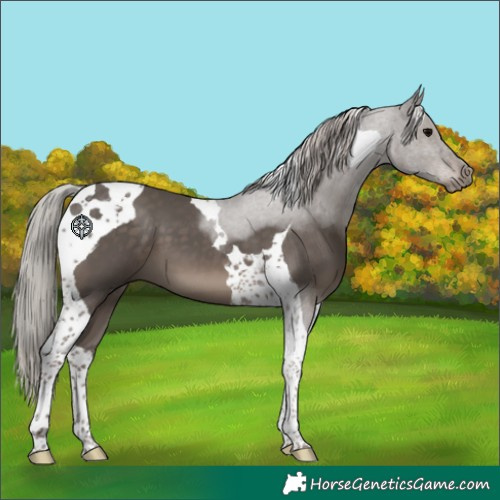 Horse Color:Silver Black Tobiano