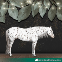 Horse Color:Liver Chestnut Sabino Appaloosa 