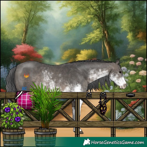 Horse Color:Black Sabino 