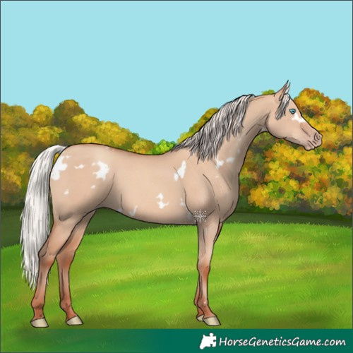 Horse Color:White Spotted Silver Amber Champagne Dun