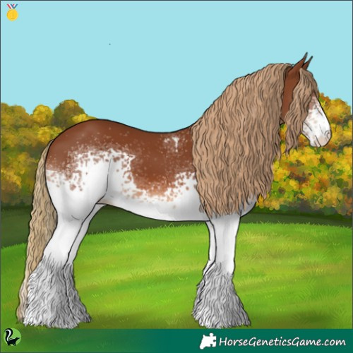 Horse Color:White Spotted Chestnut