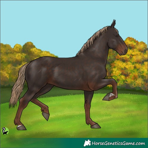 Horse Color:Liver Chestnut
