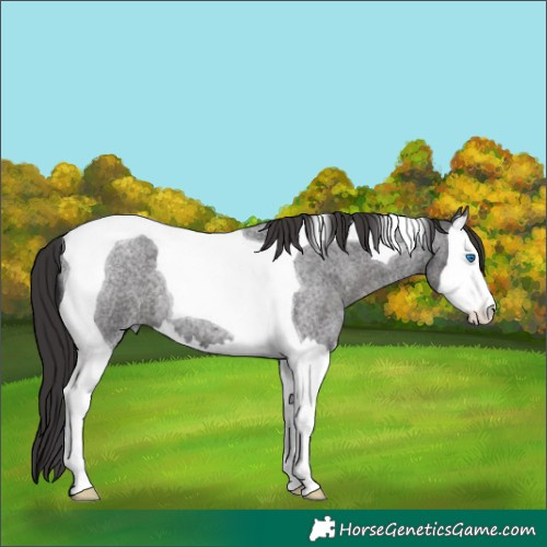 Horse Color:Smoky Blue Roan Splash Tobiano 