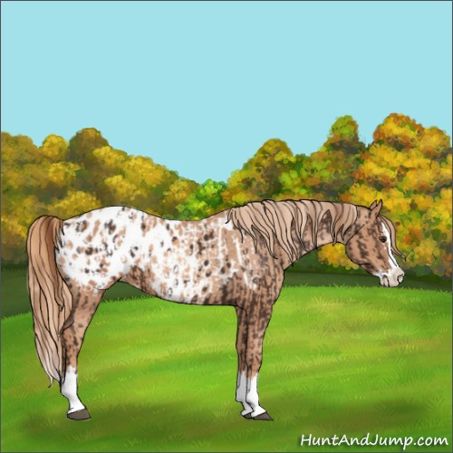 Horse Color:Liver Chestnut Sabino Splash Blanket and Gold Champagne Sabino Splash Blanket