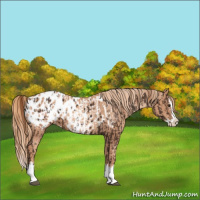 Horse Color:Liver Chestnut Sabino Splash Blanket and Gold Champagne Sabino Splash Blanket