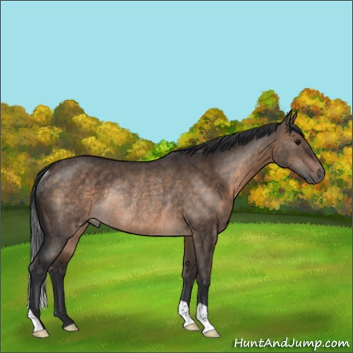 Horse Color:Brown Dun Rabicano 