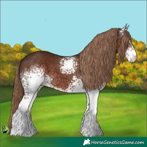 Horse Color:White Spotted Liver Chestnut 