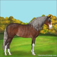 Horse Color:Silver Brown Sabino Rabicano 