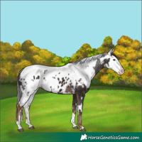 Horse Color:Liver Chestnut Sabino Splash Appaloosa  and White Spotted Liver Chestnut Sabino Splash Appaloosa 