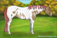 Horse Color:Painted Chocolate Palomino Dun Tobiano Near Leopard Rabicano 