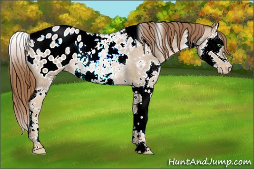 Horse Color:White Spotted Smoky Blue Roan Pearl Splash Appaloosa Rabicano 