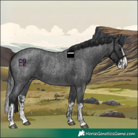 Horse Color:Blue Roan Sabino Splash  and Blue Roan Sabino Splash 