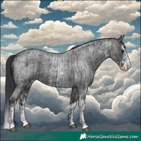 Horse Color:Blue Roan Sabino Splash and Blue Roan Sabino Splash