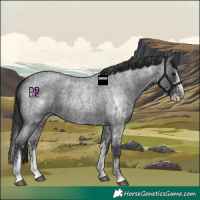 Horse Color:Blue Roan Sabino Splash  and Blue Roan Sabino 