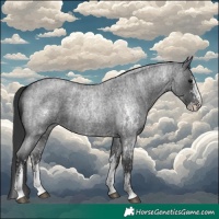 Horse Color:Blue Roan Sabino Splash and Blue Roan Sabino
