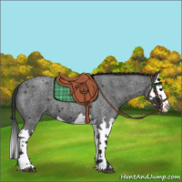 Horse Color:Blue Roan Sabino Splash  and Blue Roan Sabino Splash 