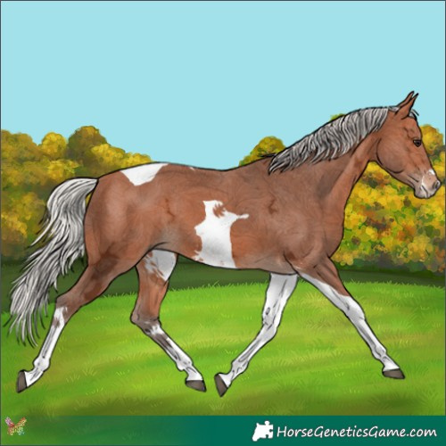 Horse Color:Silver Bay Ice Sabino Tobiano