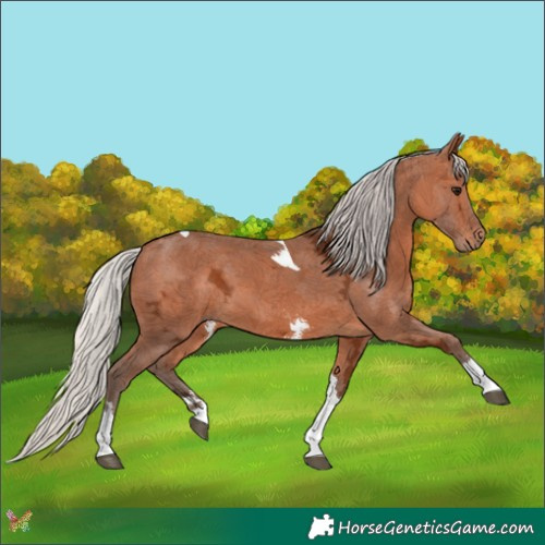 Horse Color:Silver Bay Ice Sabino Tobiano 