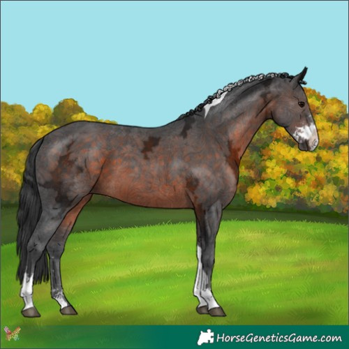 Horse Color:Brown Ice Sabino Tobiano