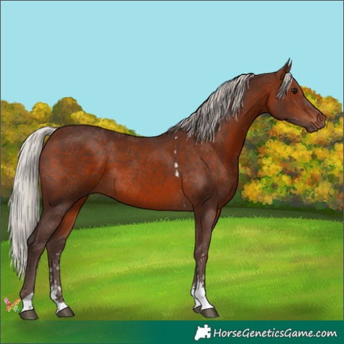 Horse Color:Silver Brown Sabino Tobiano 