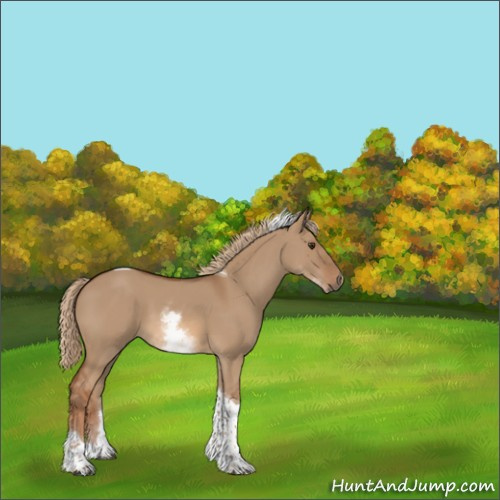Horse Color:White Spotted Red Dun Tobiano 