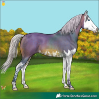 Horse Color:Watercolor Silver Brown Splash
