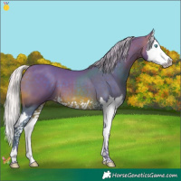 Horse Color:Watercolor Silver Brown Splash 