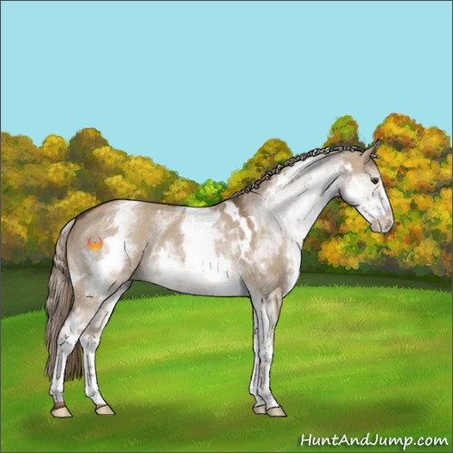 Horse Color:White Spotted Liver Red Dun 