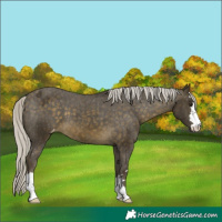 Horse Color:Silver Buckskin Appaloosa