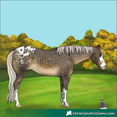 Horse Color:Silver Buckskin Blanket