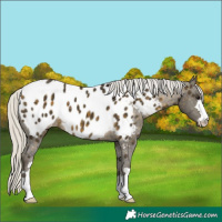 Horse Color:Silver Buckskin Near Leopard