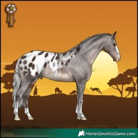 Horse Color:Silver Brown Appaloosa 