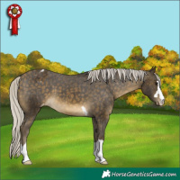 Horse Color:Silver Buckskin Appaloosa