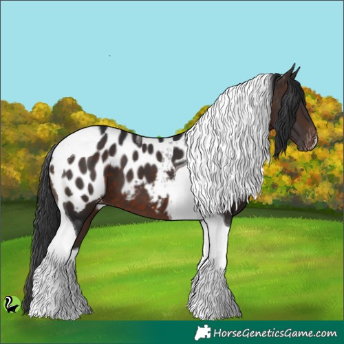 Horse Color:Brown Tobiano Appaloosa 