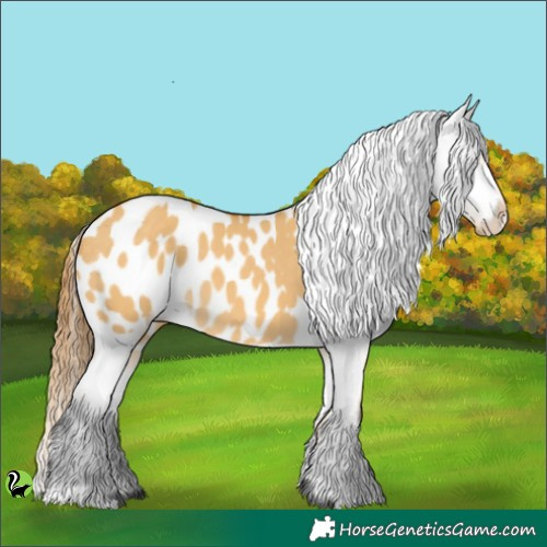 Horse Color:Buckskin Dun Appaloosa 