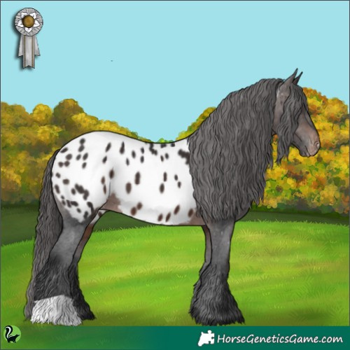 Horse Color:Brown Appaloosa 