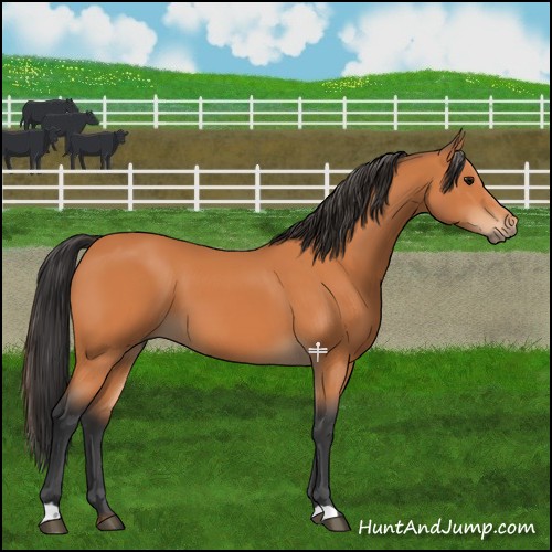 Horse Color:Bay 