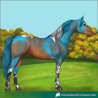 Horse Color:Bay Tobiano 