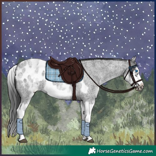 Horse Color:White Spotted Blue Roan Splash Frame Appaloosa 
