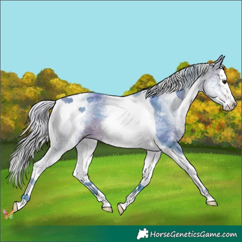 Horse Color:Watercolor White Spotted Silver Brown Splash Tobiano 