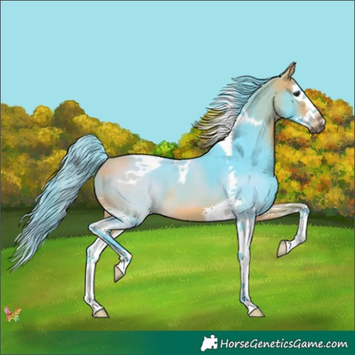 Horse Color:Watercolor Buckskin Splash Tobiano 